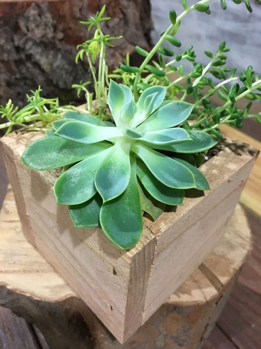 Succulent Planter Box - Image 2
