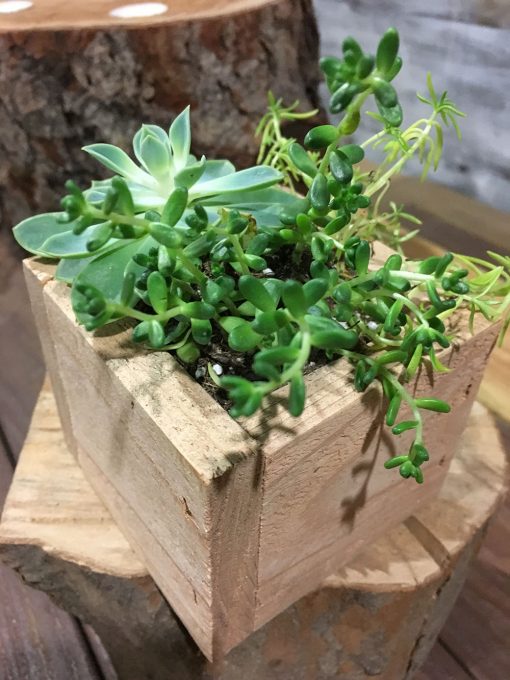 Succulent Planter Box - Image 5