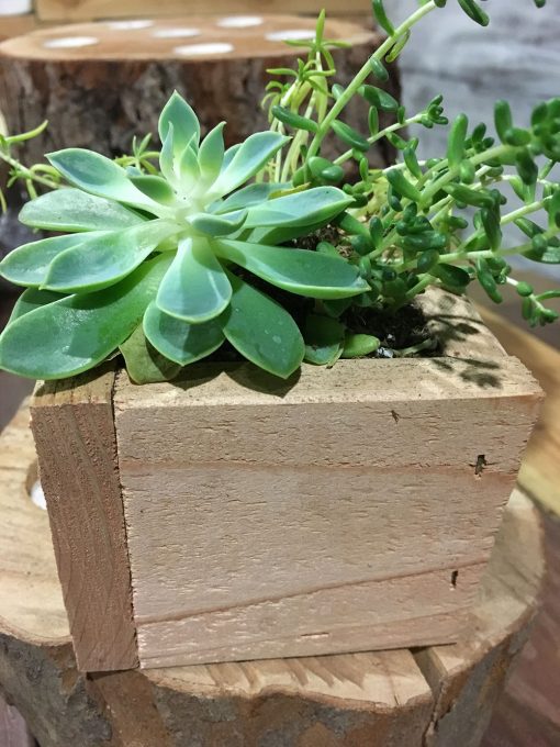 Succulent Planter Box - Image 4